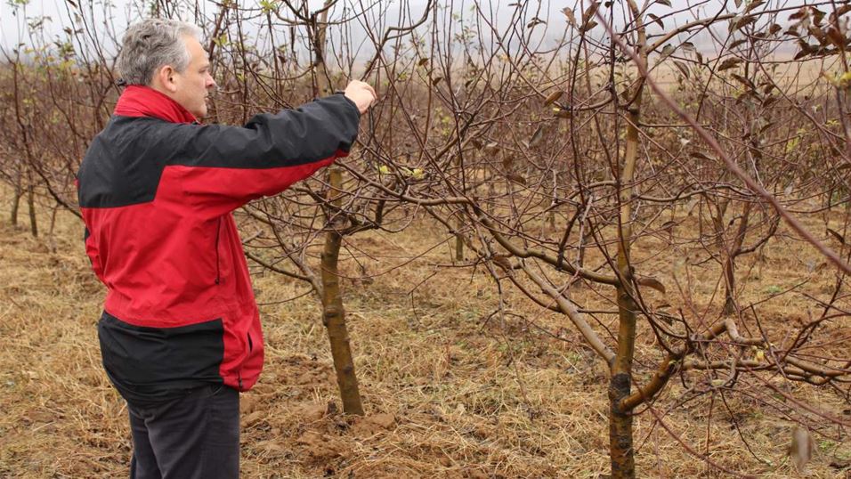 examining trees, Ryulsong Orchard